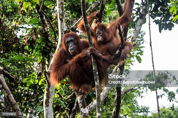 Orang Utan Madre Con Bebé Sentado En El Árbol Foto de stock y más banco de imágenes de Animal - Animal, Animal joven, Asia