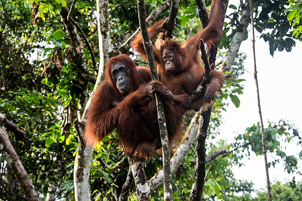 orang utan 구슬눈꼬�리, 유아용 좌석 트리에서 - young animal orangutan mother ape 뉴스 사진 이미지
