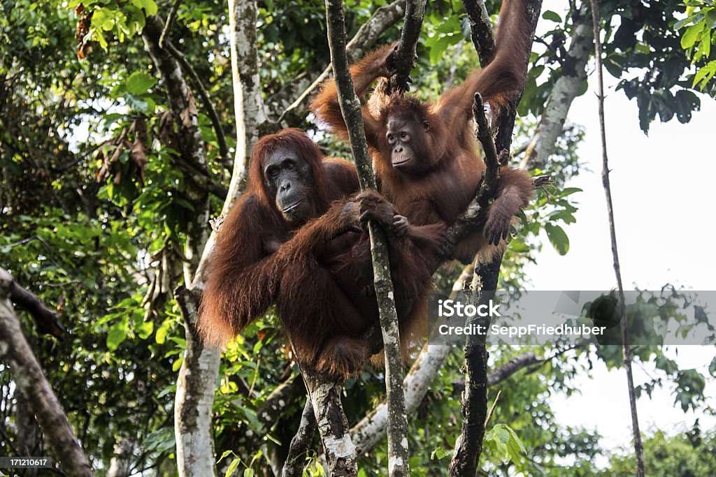 Orang Utan mãe com bebê sentado em uma árvore - Foto de stock de Animal royalty-free