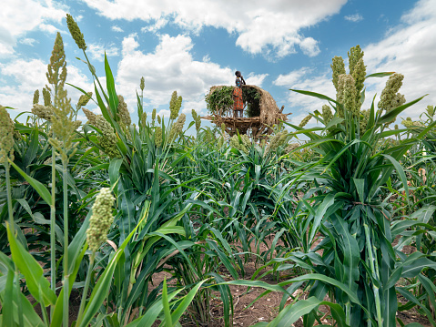 Arbore region,Omo valley, Ethiopia-appril 05-2012: Sorghum is one of the most complete cereals on the planet and one of the few that can be grown in the Omo Valley in Ethiopia. It is a key food for the tribes that inhabit the Omo valley because they obtain sorghum flour from it.