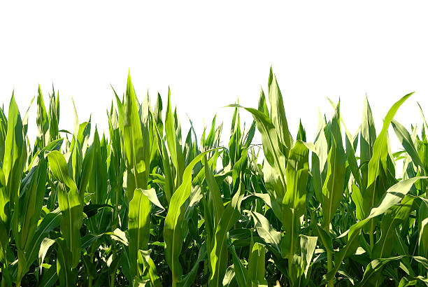 istock Green leafs of corn illuminated by the sun - isolated 171210691