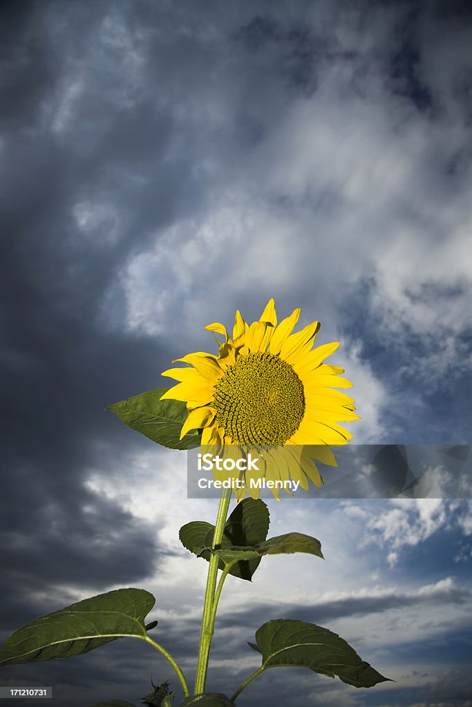 Girassol tempestade s'aproximando - Foto de stock de Agricultura royalty-free