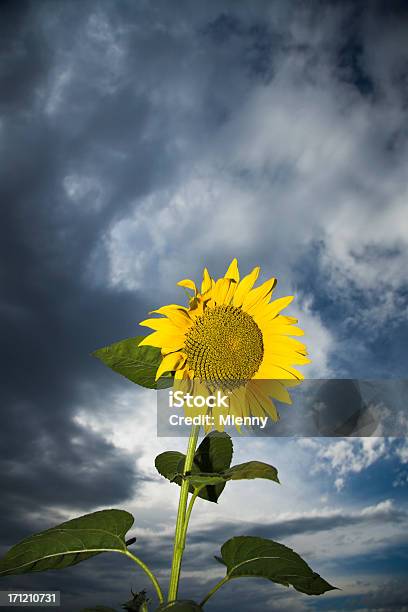 Foto de Girassol Tempestade Saproximando e mais fotos de stock de Agricultura - Agricultura, Ajardinado, Alegria