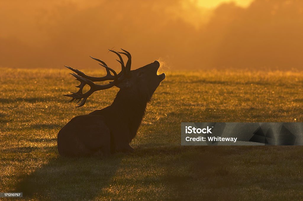 Red deer stag sitting roaring at the dawn Red deer stag (Cervus elaphus) lying down. A red deer stag bellows his defiance into the dawn, but the opposition is so far away that he does not bother to rise to his feet. Richmond Park, Surrey, England. Stag Stock Photo