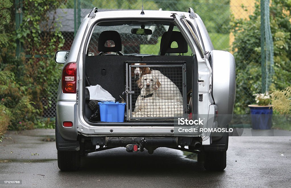 Chiens dans une voiture-prêt à courir&nbsp;! Anglais Set - Photo de Chien libre de droits