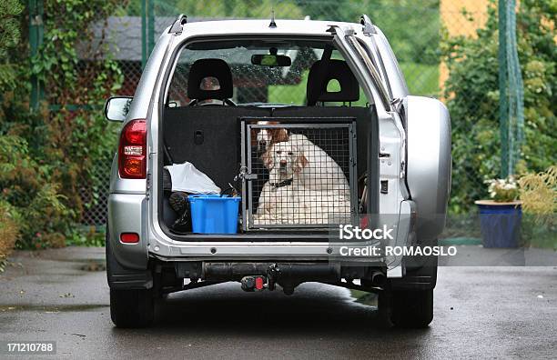 Foto de Cães Em Um Carropronto Para Começar Viajantes Em Inglês e mais fotos de stock de Cão