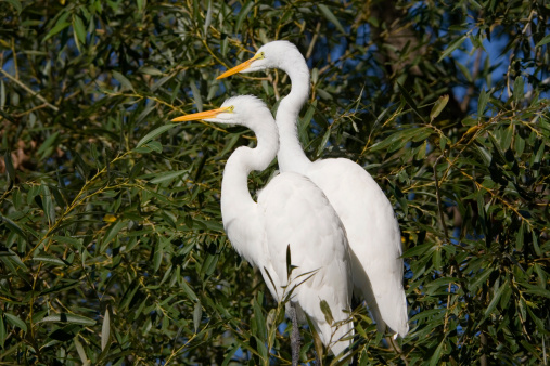 Subject: A pair of Egrets perching on a tree over a lake
