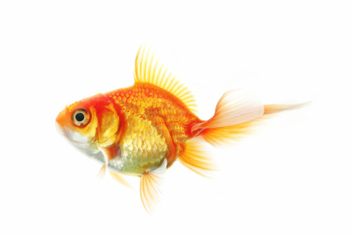 Goldfish (macro)