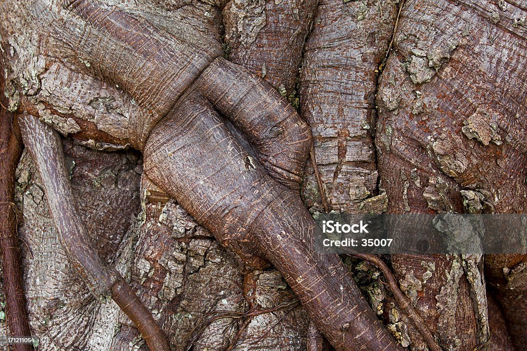 banyan tree - Lizenzfrei Alt Stock-Foto