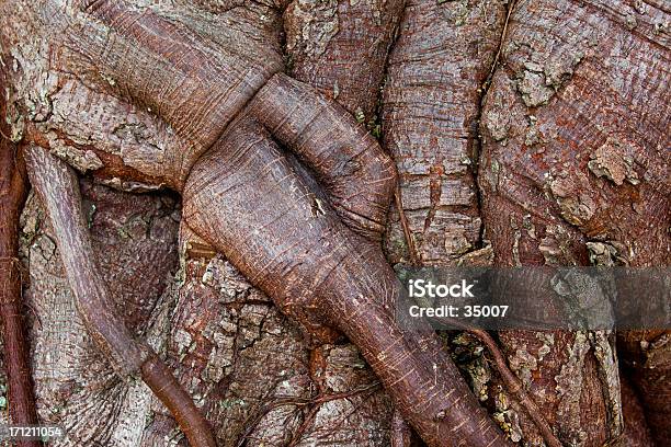 Banyan Tree Stockfoto und mehr Bilder von Alt - Alt, Alterungsprozess, Ast - Pflanzenbestandteil