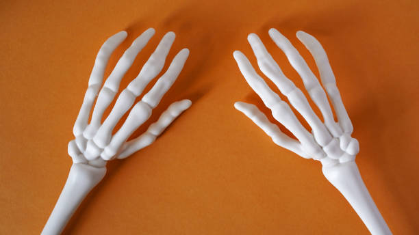 istock Skeleton of human hands on an orange background, top view, copy space. Halloween decor concept, scary decorations, plastic hand bones. Autumn holiday decor for All Saints' Day. 1712110643