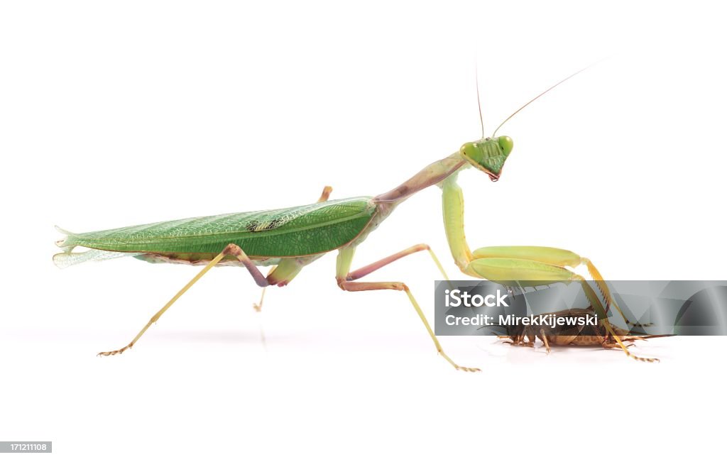 Guineer-mantis (Sphodromantis Gastrische), isoliert auf weißem Hintergrund - Lizenzfrei Braun Stock-Foto