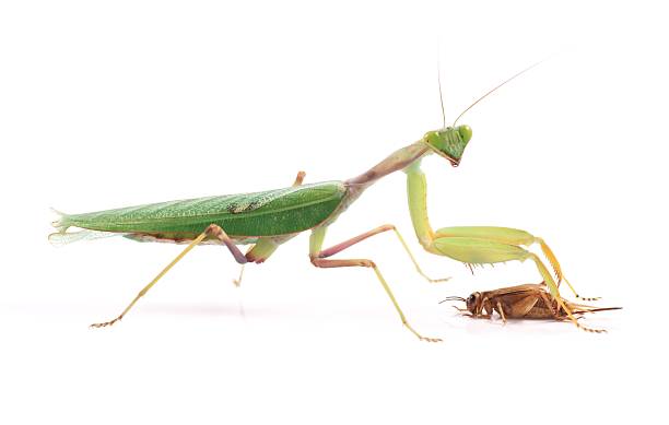 istock Guinean mantis (Sphodromantis gastric), isolated on white background 171211108