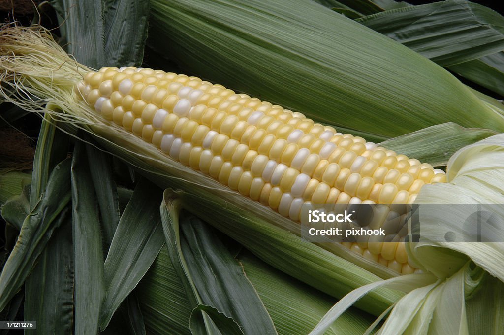 Corn Bi-Color Sweet Corn Corn - Crop Stock Photo