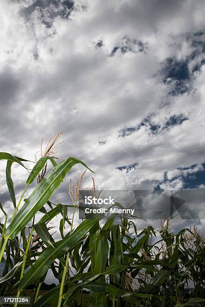 Foto de Nuvens De Milho De Verão e mais fotos de stock de Agricultura - Agricultura, Ajardinado, Azul