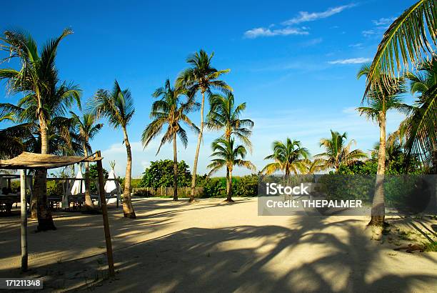 Miami Beach Stockfoto und mehr Bilder von Baum - Baum, Fotografie, Freizeit