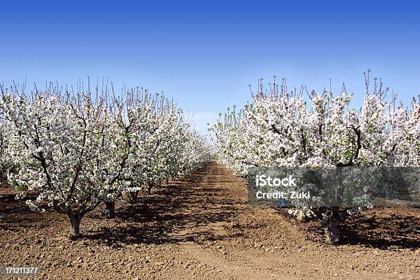 Foto de Árvores Floridas e mais fotos de stock de Cabeça da flor - Cabeça da flor, Campo, Destino turístico