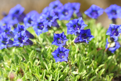 blue blooming gentian in Alpes