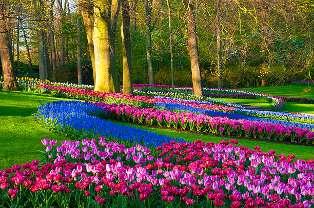 Spring Flowers in a Park "Park with multi-colored spring flowers  Location is the Keukenhof garden, Netherlands.Other tulip images:" keukenhof gardens stock pictures, royalty-free photos & images
