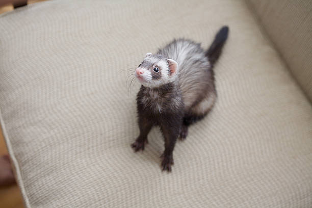 upset ferret on a chair this ferret doesn't look too happy polecat stock pictures, royalty-free photos & images