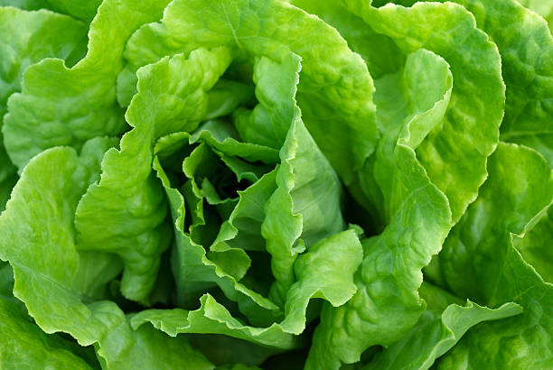 Perfect green crispy leafy lettuce stock photo