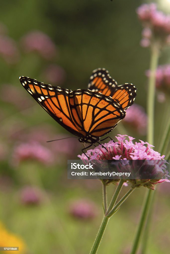 Wings of Light Butterfly on flower in the afternoon sun. Animal Stock Photo