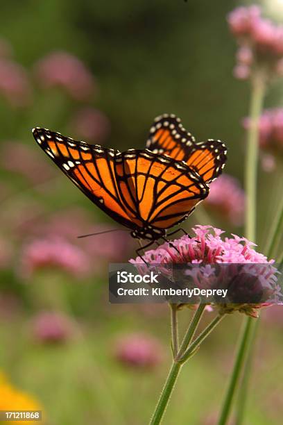 Asas De Luz - Fotografias de stock e mais imagens de Animal - Animal, Ao Ar Livre, Beleza natural