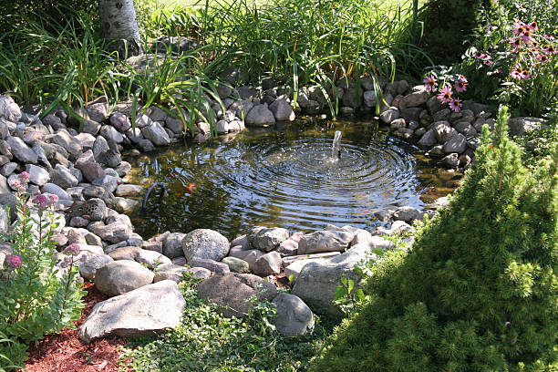 Aquatic garden Aquatic garden in a home backyard. pond stock pictures, royalty-free photos & images
