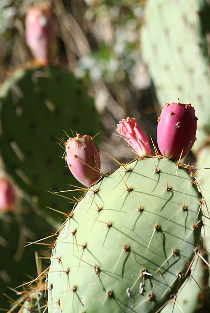 백년초 - sicily cactus desert italian culture 뉴스 사진 이미지