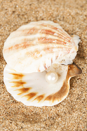  shell with pearl inside on the sand