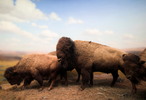 Lifeless buffalos. These buffalos were harmed long before I took this photo. So don't blame me.