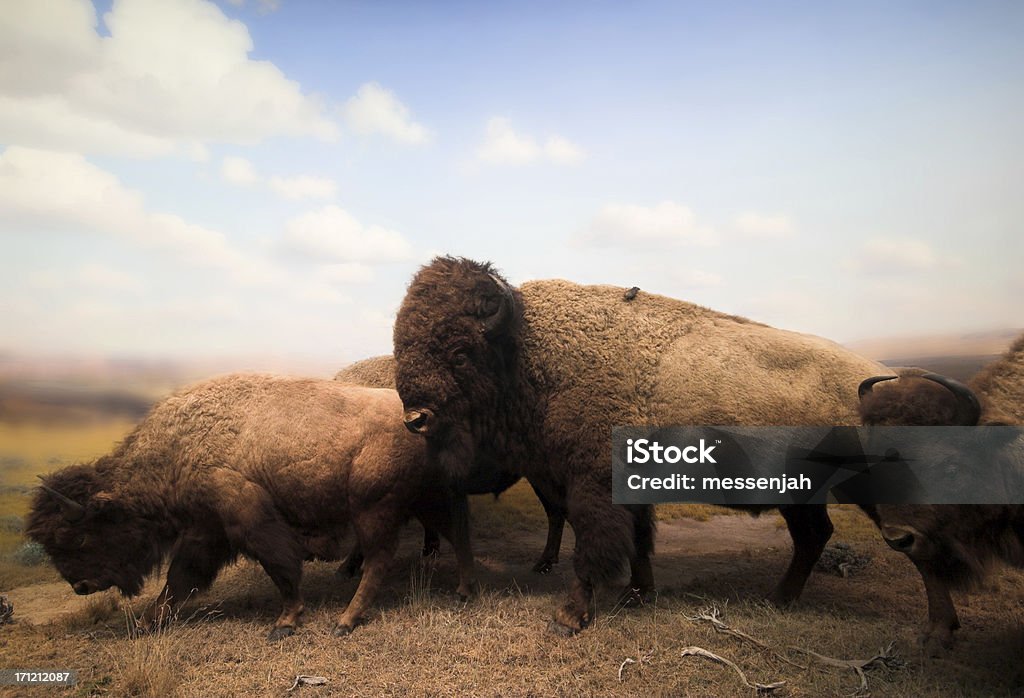 Buffalos - Royalty-free Bisonte americano Foto de stock