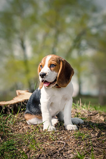 beagle-welpe sitzt auf einer grünen gras - obedience pets loneliness looking at camera stock-fotos und bilder