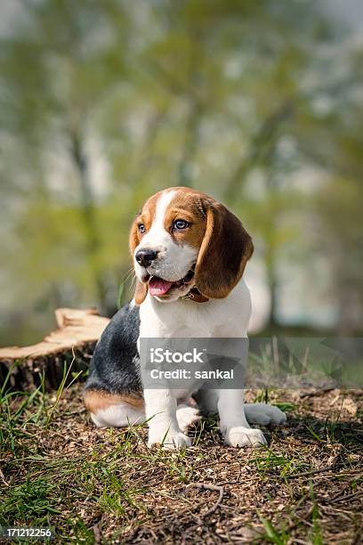 ビーグル子犬の上の緑の芝生 - ビーグルのストックフォトや画像を多数ご用意 - ビーグル, 子犬, ペット