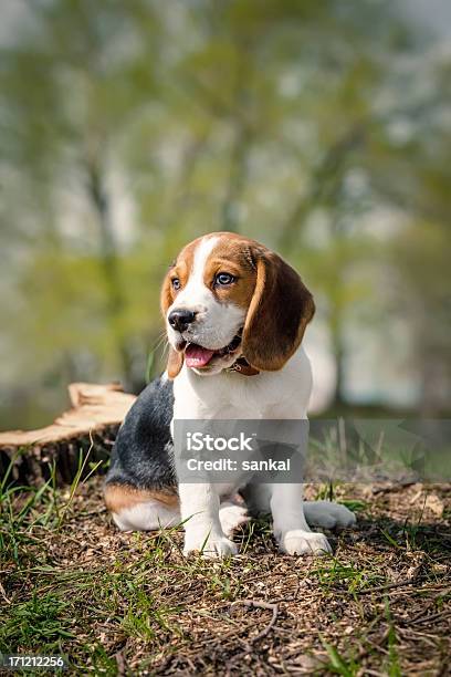 Beagle Cachorrinho Sentado Na Relva Verde - Fotografias de stock e mais imagens de Beagle - Beagle, Cachorrinho, Animal de Estimação