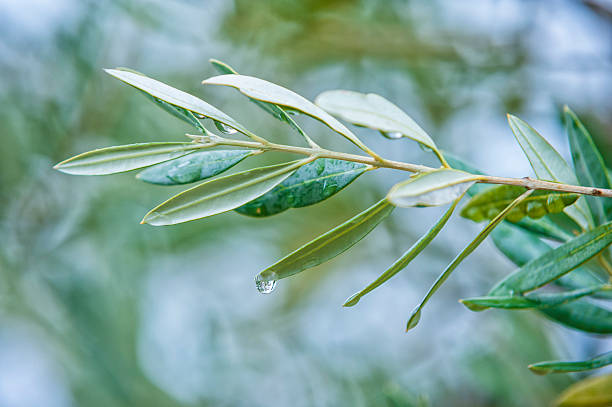 istock Olive tree leaves close up, Tuscany 171212260