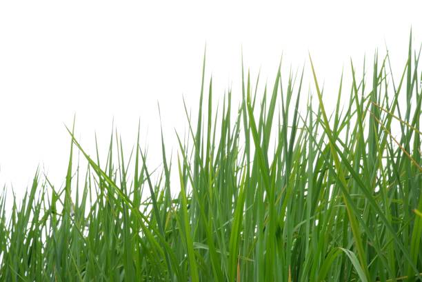 istock In selective focus rice leaves plant on white isolated background for green foliage backdrop 1712125673