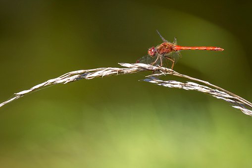 An African species that extends into adjacent Eurasia. Once common only in the Mediterranean region, the robust and aggressive virtual all-red male is becoming an increasingly common sight further north.\nField characters: Tot 36-45mm, Ab 18-33mm, Hw 23-33mm. A bit larger and substantially bulkier than Sympetrum species. \n\nThis Picture is made during a Vacation in Bulgaria in May 2019