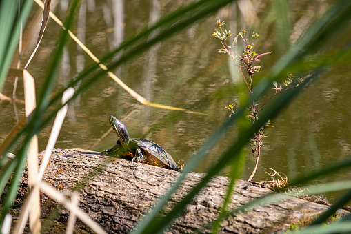 A red eared slider turtle hidesout on a log in a pond on a beautiul sunny day in Pennsylvania.