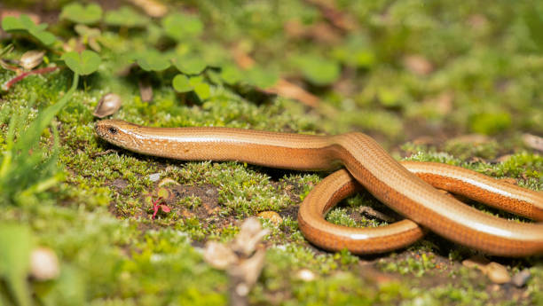 istock Male slow worm closeup panoramic 1712131411
