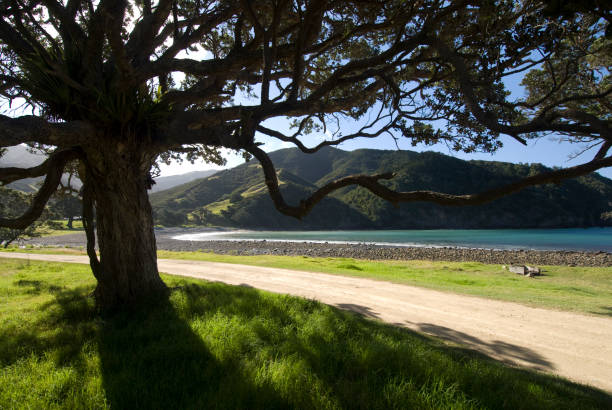 Stony Bay, Coromandel , New Zealand Stony Bay Campground on the Coromandel Peninsular, North Island, New Zealand coromandel peninsula stock pictures, royalty-free photos & images