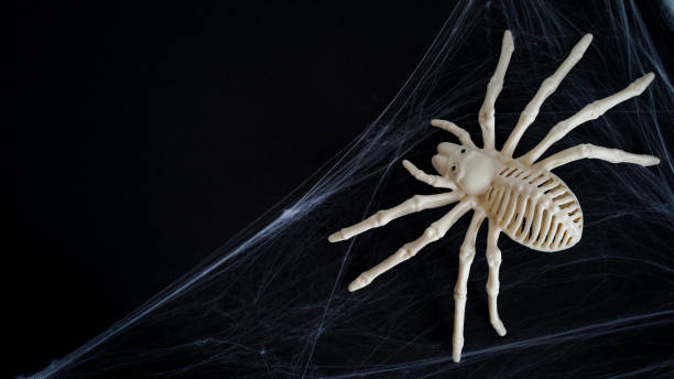 Free Stock Photo of Skeleton in Black Cloak With Spider Web | Download ...