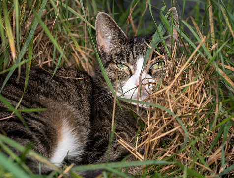 Domestic cat getting confused in the long grass