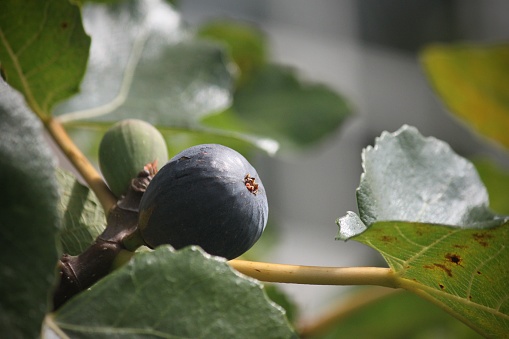 Beautiful ripe dark purple fig