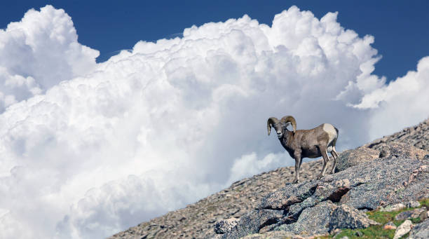 A Rocky Mountain Bighorn ram near the summit of Colorado's Mount Blue Sky (formerly Mount Evans)