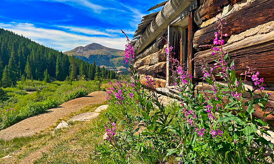 Fireweed wildflowers grow beside an abandoned miners' cabin along the Mayflower Gulch Trail near Leadville, Colorado