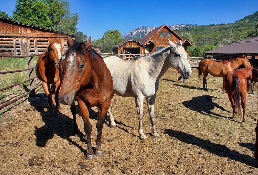 Horses at a guest ranch in western Colorado