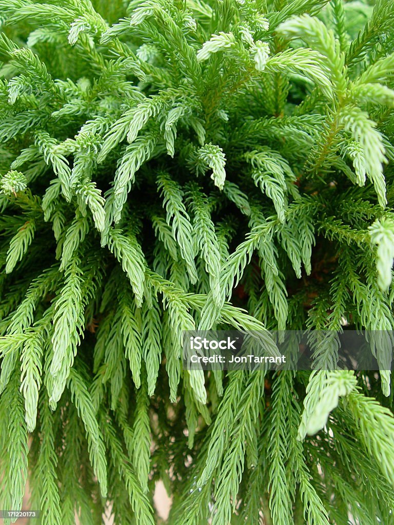 Cryptomeria japonica Japanese Cedar Japanese Cedar Stock Photo