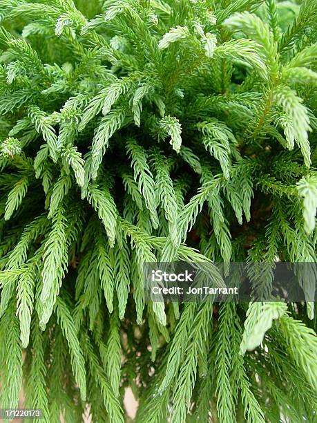 Cryptomeria Japonica Stock Photo - Download Image Now - Japanese Cedar, Bush, Camellia