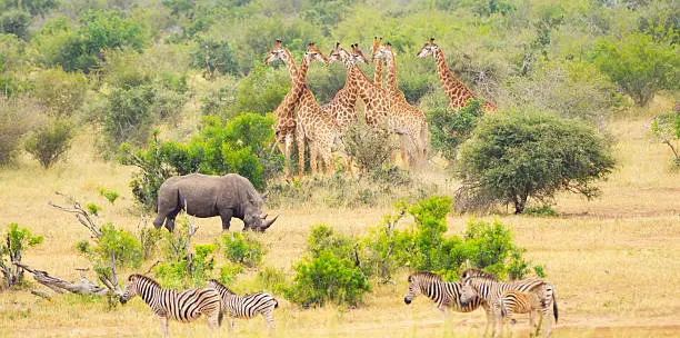 Photo of Africa Savannah with Big Mammals